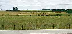 I Uruguay er der kvæg overalt langs vejene